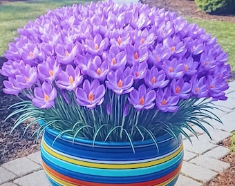 Bulbi di croco Blue Moon Mix / Fiori primaverili blu e viola