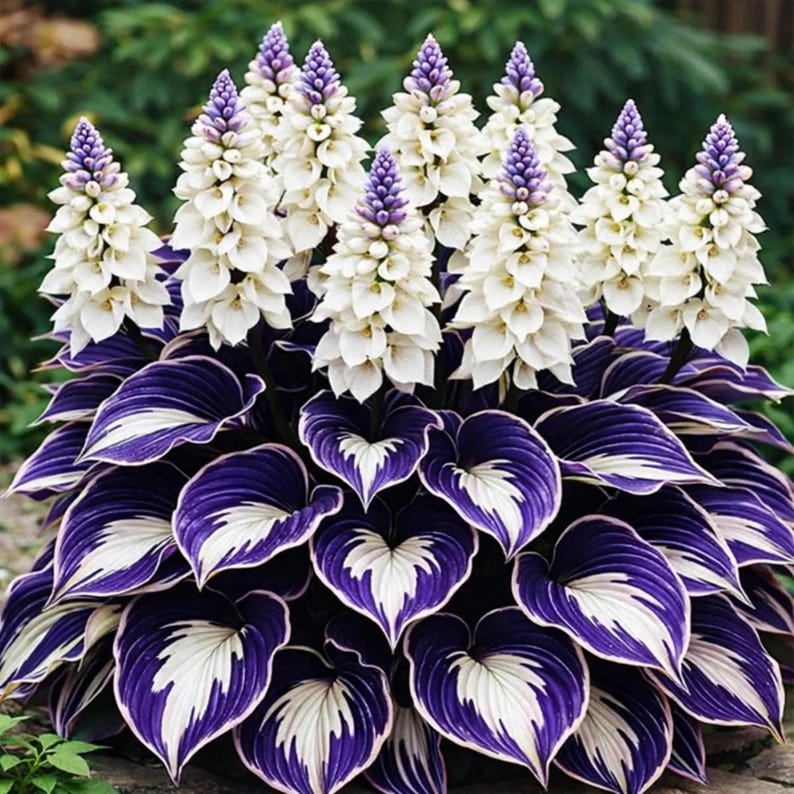May Hosta Perennial Hosta Seeds Shade Garden Foliage Plant - Etsy