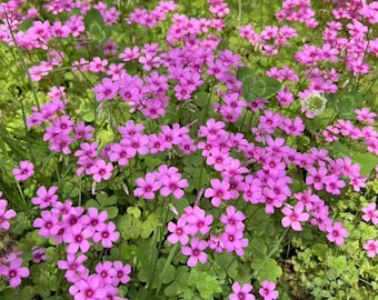 Bulbos de Oxalis Iron Cross – Trébol de la suerte, planta ornamental de interior y exterior