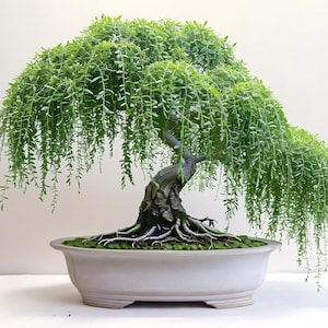 Pode incluir: Uma árvore bonsai com folhagem verde em cascata, assemelhando-se a um salgueiro chorão. O tronco da árvore é escuro e texturizado, com raízes expostas. Está plantada num vaso de cerâmica retangular de cor clara, criando uma estética serena e natural.