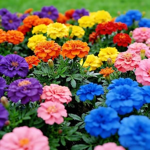 May include: A vibrant bed of marigold flowers in full bloom, showcasing a spectrum of colors including orange, yellow, red, pink, blue, and purple. The flowers have layered petals and are surrounded by green foliage.