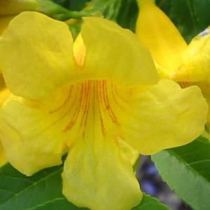 Tronadora Seeds, Tecoma Stans Seeds, Yellow Bells Flower Seeds, Ornamental Garden Planting Seeds