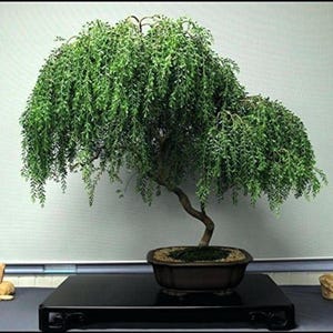 May include: A weeping willow bonsai tree with dense, cascading green foliage and a curved brown trunk. The tree is planted in a dark, rectangular ceramic pot filled with soil, which sits on a black display stand.