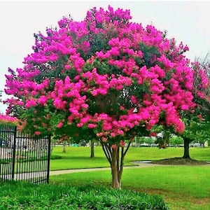 Può includere: Un albero vibrante con abbondanti fiori rosa acceso. La chioma dell'albero è una fitta miscela di fiori rosa e foglie verdi. Il tronco è marrone chiaro, sullo sfondo di erba verde e una recinzione nera.