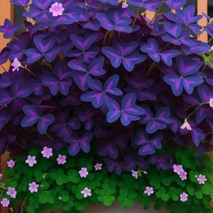 Peut inclure: Une plante en pot vibrante avec des feuilles violet foncé en forme de papillon, marquées de violet clair. De petites fleurs roses parsèment le feuillage vert en forme de trèfle à la base. Sur fond de bois flou.