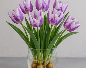 Purple Flaming Flag Tulip Bulbs - Pre-Chilled Winter Forcing, Early Spring Blooms
