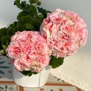 Può includere: Primo piano di due grandi e vibranti fiori di geranio rosa in piena fioritura. I fiori sono fittamente impacchettati con petali, creando una forma lussureggiante e arrotondata. Le foglie verde scuro forniscono uno sfondo contrastante. I fiori sono in un vaso bianco.