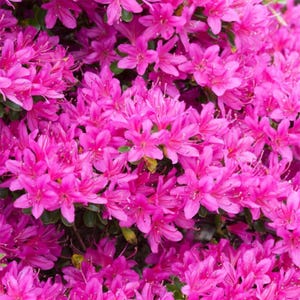 May include: A close-up of vibrant pink azalea flowers in full bloom. The flowers have multiple petals and a bright, eye-catching color. The image showcases a dense cluster of blossoms, with green leaves peeking through.