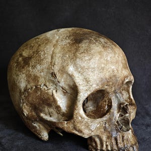May include: A human skull replica featuring a weathered, aged appearance with mottled brown and beige tones. The surface displays realistic textures, including visible cranial sutures, deep eye sockets, and a detailed nasal cavity structure.