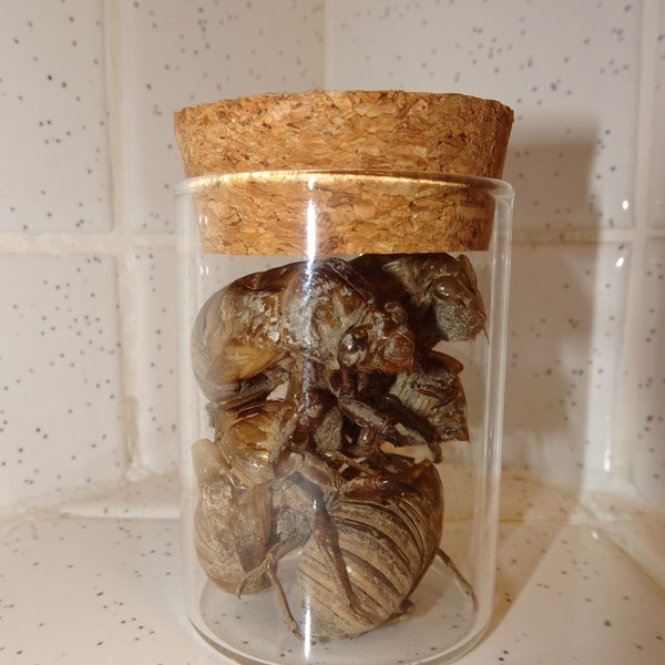 Glass Jar of Large Cicada Skins