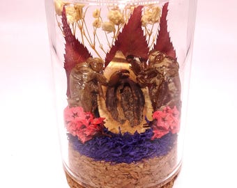 Zwei Zikadenhäute Nussschale & getrocknete Blumen Kuriosität Glas goth Kuriosität