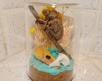 Cicada Skin in Glass Jar, faux owl skull moth wing flowers