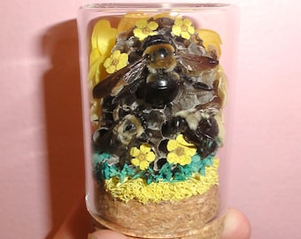 Nido di vespe carpentiere e fiori, barattolo delle stranezze, cupola delle curiosità, tassidermia di insetti