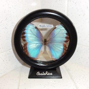 Vintage Framed Blue Morpho Butterfly As Is