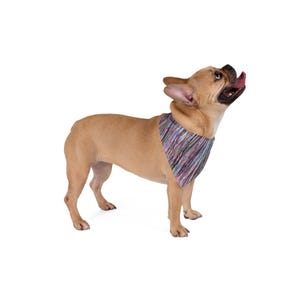 May include: A tan French Bulldog wearing a colorful striped bandana. The dog is looking upwards with its tongue out. The bandana has a pattern of vertical stripes in shades of purple, blue, and pink.