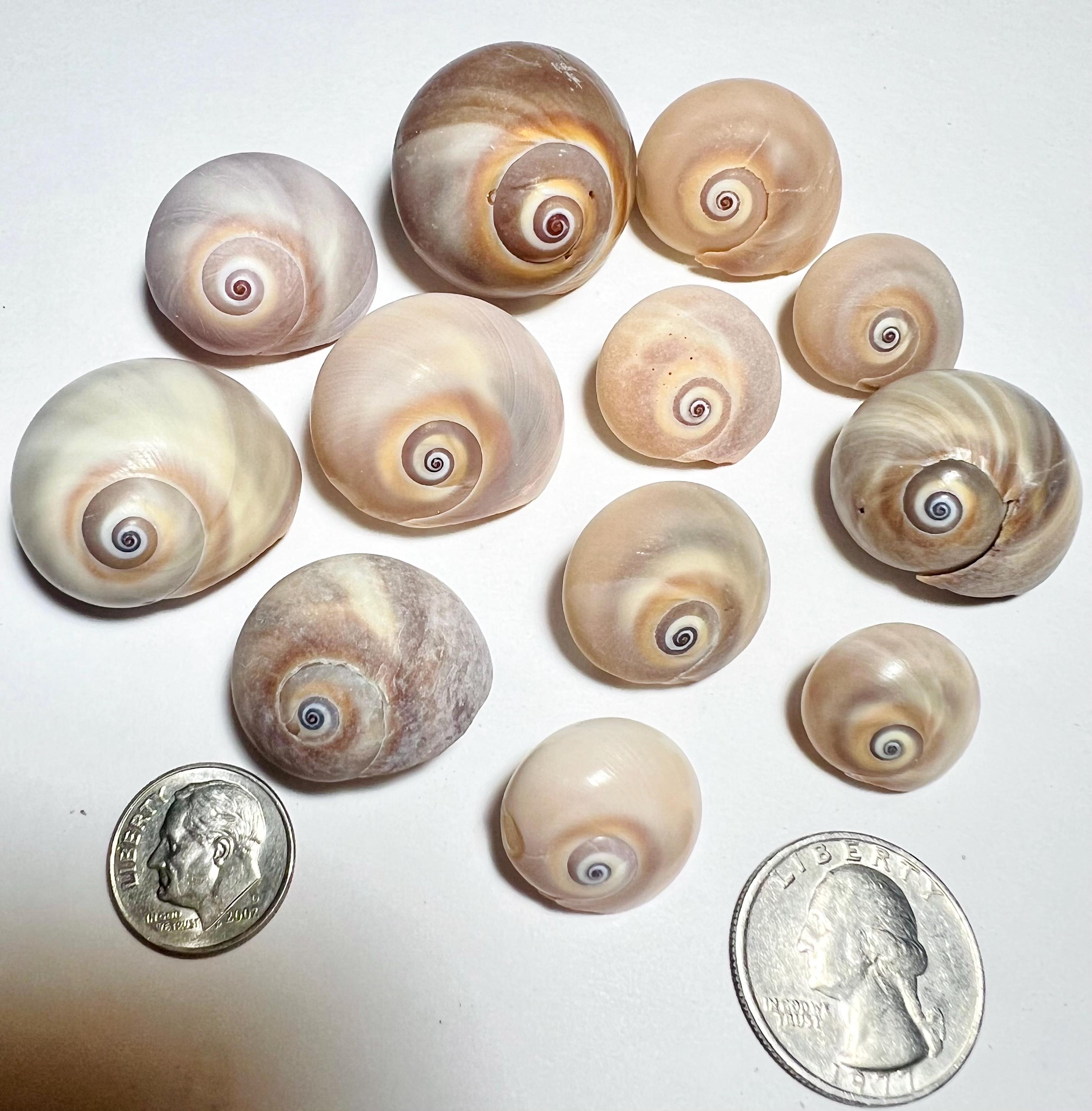 Shar Eye Shell FL Gulf Coast Shark’s Eye Shells - Etsy