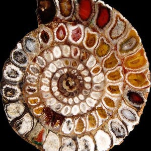 May include: A polished ammonite fossil with a spiral pattern. The fossil's chambers display a variety of colors, including white, brown, red, and yellow, set against a black background. The intricate details of the fossil are clearly visible.