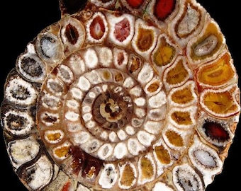 Ammonite Fossil, Spiral Shell, Natural History, Neutral Stone Texture,