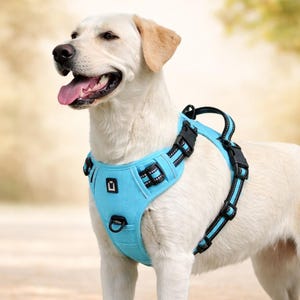 Puede incluir: Un arnés azul claro para perros con detalles negros y ribetes reflectantes es usado por un Labrador Retriever color crema. El arnés tiene correas ajustables y un anillo en D. El perro está al aire libre.