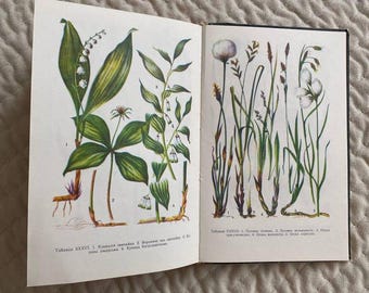 Libro antiguo sobre plantas medicinales / Guía de remedios herbales