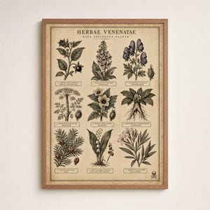 Può includere: Una stampa botanica incorniciata intitolata HERBAE VENENATAE NINE POISONOUS PLANTS, che presenta nove dettagliate illustrazioni in bianco e nero di piante tra cui belladonna, digitale, aconito, cicuta, giusquiamo, mandragora, tasso, mughetto e oleandro.