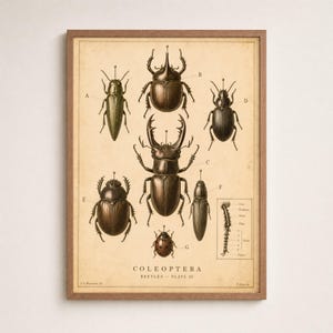 Puede incluir: Una lámina científica de estilo vintage enmarcada titulada COLEOPTERA BEETLES PLATE III, que presenta ilustraciones detalladas en marrón y negro de varias especies de escarabajos etiquetadas de la A a la G, incluyendo un diagrama de un segmento de pata sobre fondo beige.