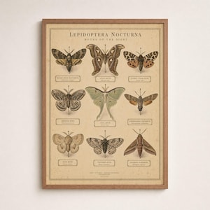 May include: A framed wall print titled Lepidoptera Nocturna Moths of the Night, featuring nine detailed illustrations of various moth species arranged in a grid. Each moth is labeled with its common and scientific name on a beige background.