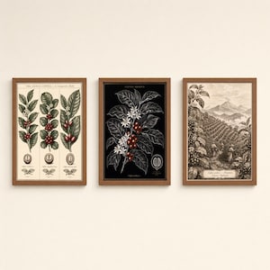 Pode incluir: Três quadros de parede com ilustrações botânicas de plantas de café. A gravura da esquerda mostra três espécies de café, a central exibe um ramo de Coffea arabica sobre fundo preto e a da direita retrata uma paisagem de plantação de café.