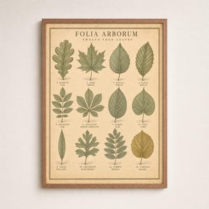 May include: A framed botanical print titled FOLIA ARBORUM TWELVE TREE LEAVES, featuring twelve numbered illustrations of various green and yellow tree leaves arranged in a grid, including oak, maple, birch, beech, ash, horse chestnut, elm, lime, willow, hawthorn, rowan, and hazel.