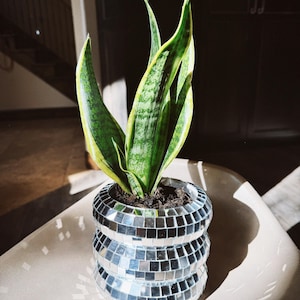 Puede incluir: Una planta de serpiente con hojas verdes y amarillas en una maceta decorativa de mosaico de espejo. La maceta es cilíndrica y está hecha de pequeñas baldosas reflectantes. La planta está sobre una superficie de color neutro, con sombras.