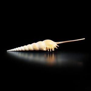 Tibia natural Fusus shell