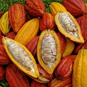 Cocoa Seeds for Planting - Etsy