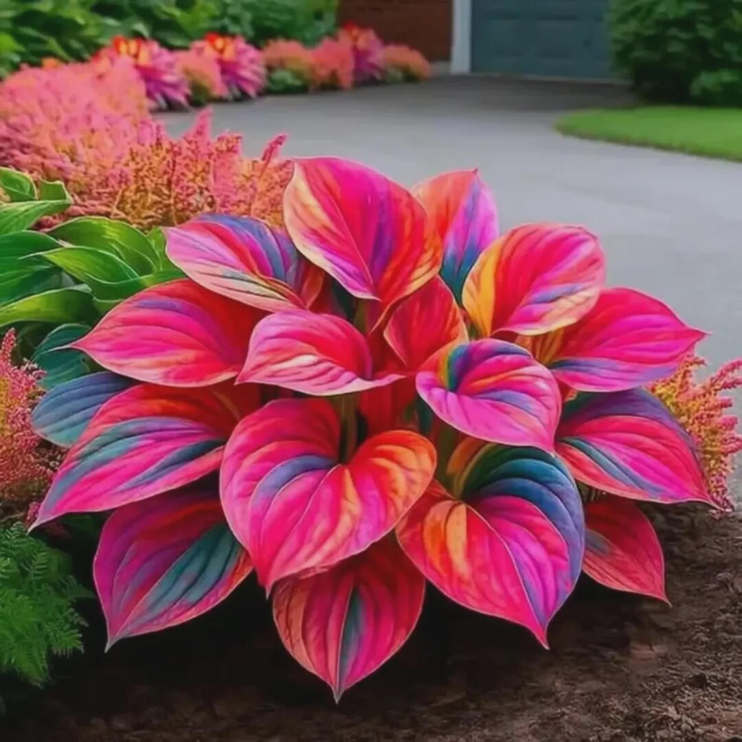 Pretty In Pink Hosta 200+ Pink Hosta Seeds – Perennial Shade Garden - Etsy