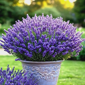 May include: A lush lavender plant in a decorative, weathered grey pot. The lavender flowers are a deep purple, contrasting with the green foliage and the ornate details of the pot. The background is a blurred green lawn.