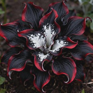 Hosta negra rojiza / Hosta perenne de jardín poco común / Follaje ornamental que prefiere la sombra