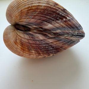 May include: A large, heart-shaped seashell with a ribbed texture. The shell displays a gradient of colors, including shades of brown, tan, and hints of purple. The shell's surface has a natural, organic appearance, with a smooth, polished finish.