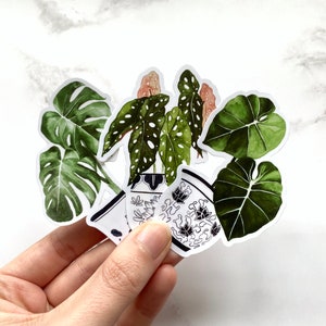 Zimmerpflanze Sticker Pack | Monstera, Philodendron, Begonie Pflanzen | Set aus 3 Vinyl-Aufklebern | Botanische Geschenke