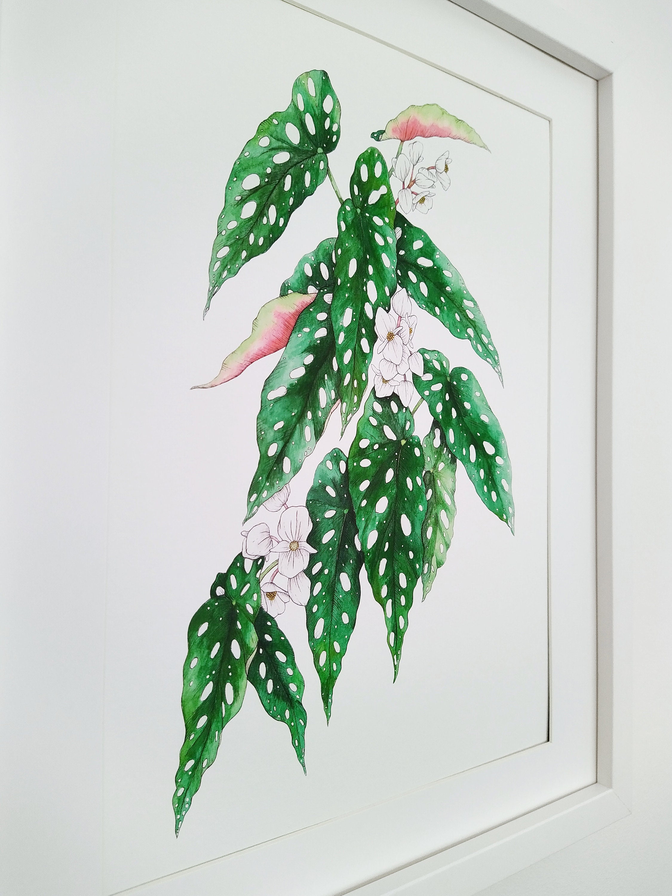 Begonia Maculata Print Botanical Watercolour Painting A5 Etsy UK