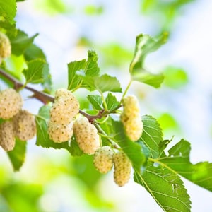 Könnte beinhalten: Nahaufnahme eines Maulbeerzweigs mit reifen, hellgelben Fruchtbüscheln. Die Beeren sind von leuchtend grünen Blättern umgeben, mit einem verschwommenen, hellen Hintergrund. Das Bild hebt die natürliche Textur und Farbe der Früchte hervor.