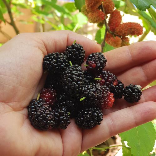 Pakistan mulberry tree - Etsy 日本
