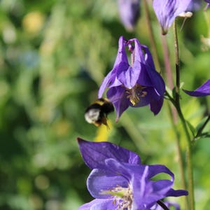 Può includere: Un bombo in volo si avvicina a un gruppo di vivaci fiori di aquilegia viola. I fiori presentano distinti petali speronati e delicati stami gialli, su uno sfondo verde sfocato composto da fogliame e steli.