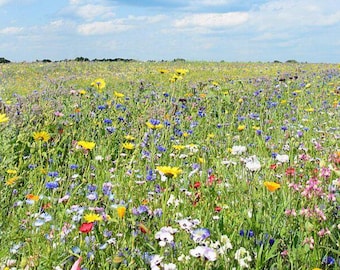 Könnte beinhalten: Eine weite Wiese voller verschiedenster bunter Wildblumen, darunter leuchtend gelbe Gänseblümchen, kräftig blaue Kornblumen und zarte rosa Blüten, vor einem klaren blauen Himmel mit vereinzelten weißen Wolken.