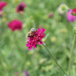 May include: A honeybee rests on a vibrant magenta pincushion flower, also known as a Scabiosa. The flower features a textured, dome-shaped center with tiny white stamens, supported by a slender green stem amidst a soft-focus green garden background.
