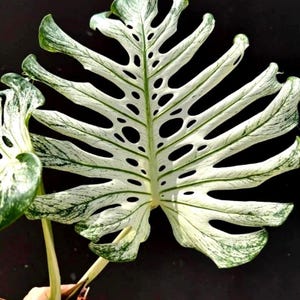 May include: Close-up of a variegated Monstera leaf. The leaf is primarily white with green marbling and large, irregular holes. The edges are a darker green, and the leaf is set against a dark background.