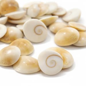 Puede incluir: Un conjunto de conchas marinas pulidas, de forma ovalada, en tonos crema y beige, dispersas sobre una superficie blanca. Algunas conchas presentan un diseño en espiral prominente en un tono marrón contrastante. Estas conchas naturales y lisas son ideales para manualidades y decoración.