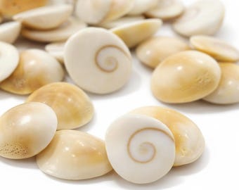 Gomti Chakra Shells for Wealth & Prosperity