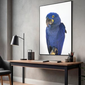 Può includere: Stampa incorniciata con un vivace pappagallo ara giacinto blu con un anello oculare giallo. L'opera d'arte è esposta su una scrivania in legno con una cornice in metallo nero, con una lampada da scrivania nera e forniture per ufficio.