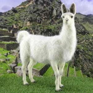 May include: A white llama with a fluffy coat stands in a grassy field with a rocky mountain background.