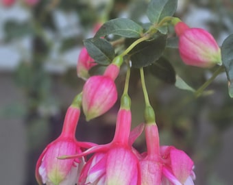 Fuchsia El Camino Rooted Cutting – Pink & Cream/White Trailing Blooms – Hanging Basket Live Plant