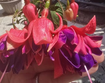 Fuchsia Rocket Fire Plant – Pink Purple Trailing Blooms, Rooted Cutting